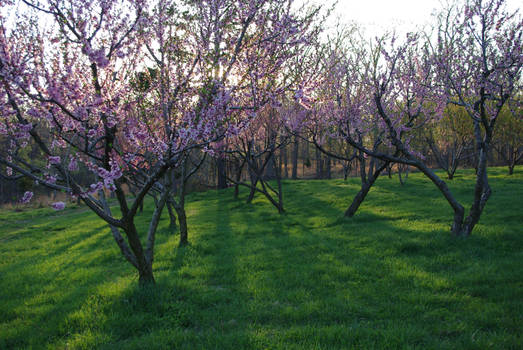 Peach orchard 2