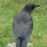 crow stock 1