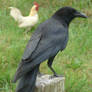 Crow stock 2