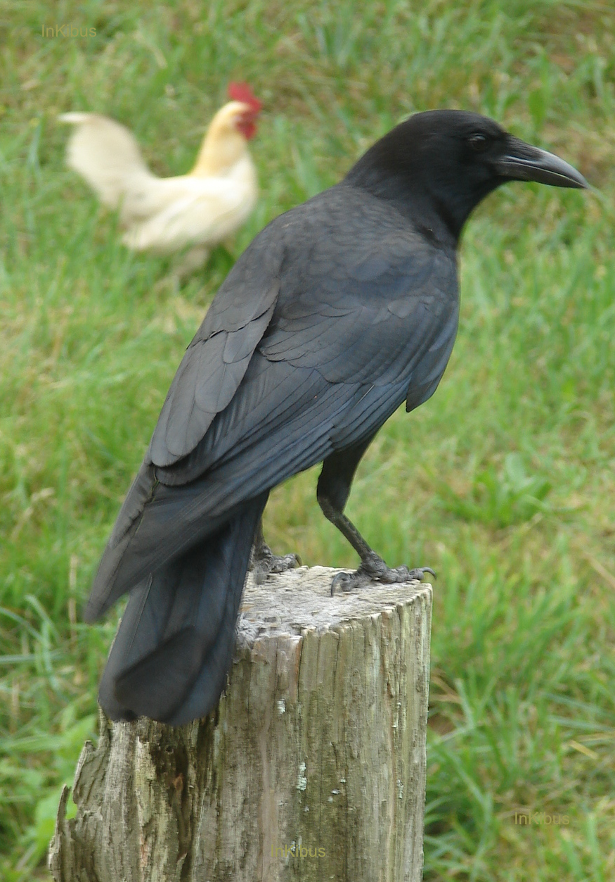 Crow stock 2