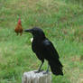 Crow-raven