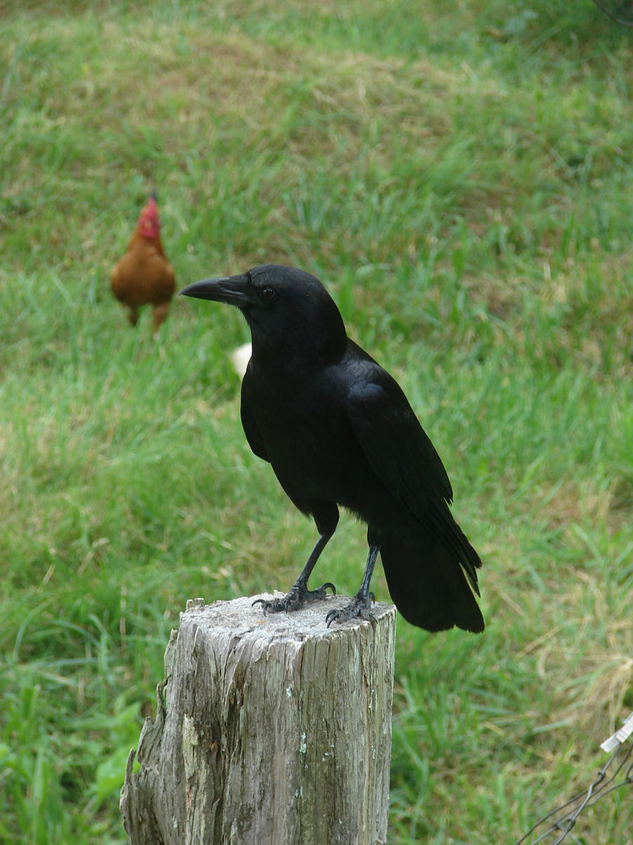 Crow-raven