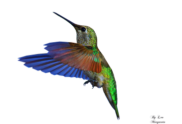 Hummingbird... Animation by Leocervas