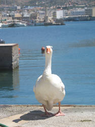 Greek goose)