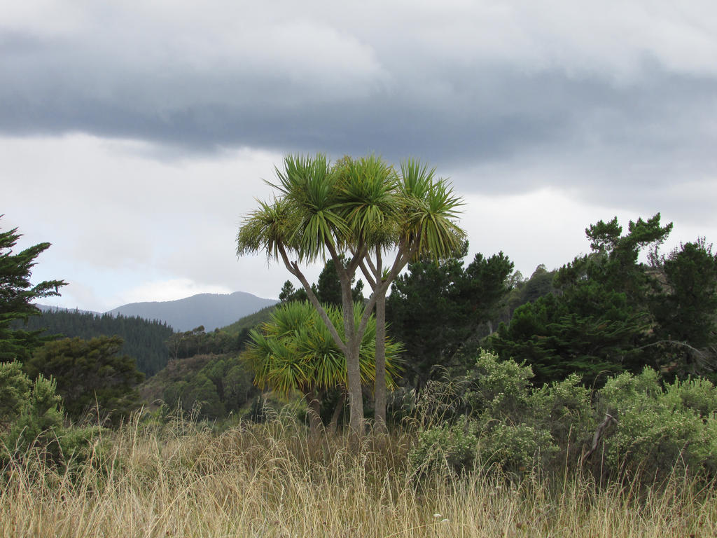 Cabbage trees