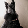 Scottish Terrier 