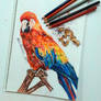 Parrot Drawing/ Scarlet Macaw