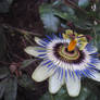 Passionflower