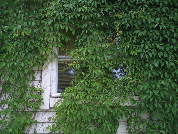 Vine-covered window