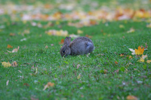 Grazing bunny