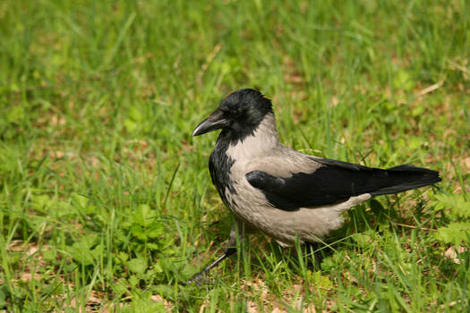 Hooded crow