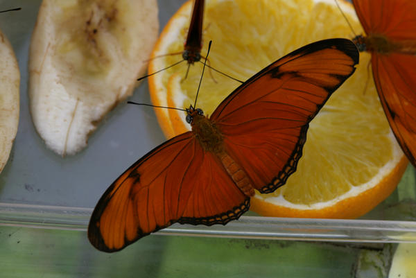 Orange butterfly