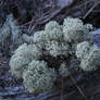 Lichen