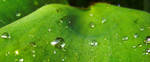 A greeen leaf by Eachoneteachone
