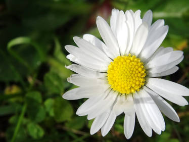 Daisy