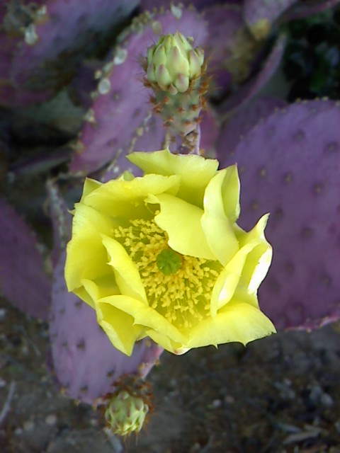 The Desert Flower
