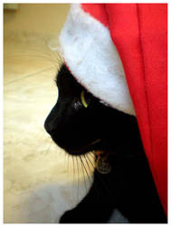 Black Christmas Cat