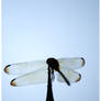 Dragonfly Delicate Silhouette