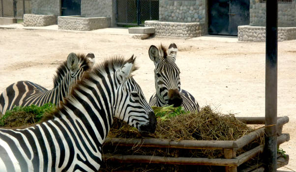 Zebras