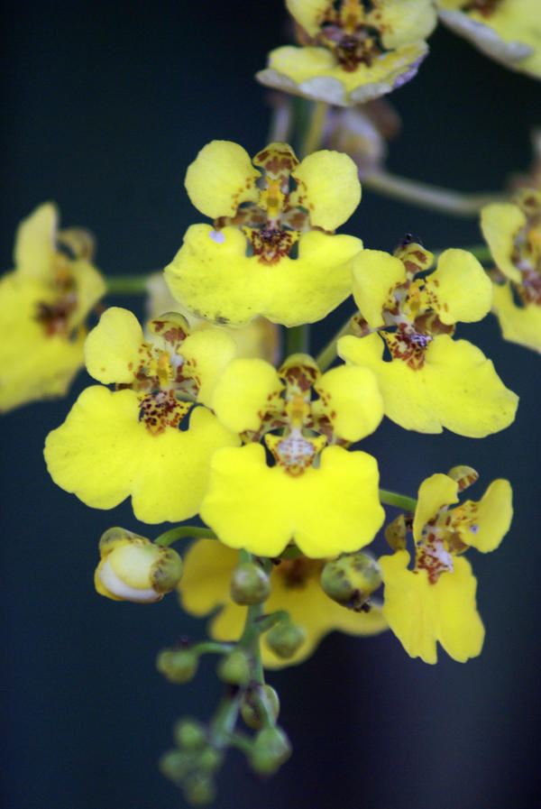 Yellow Orchids