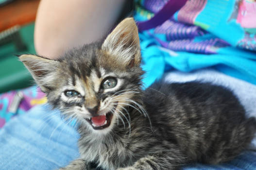 Smiling Kitten