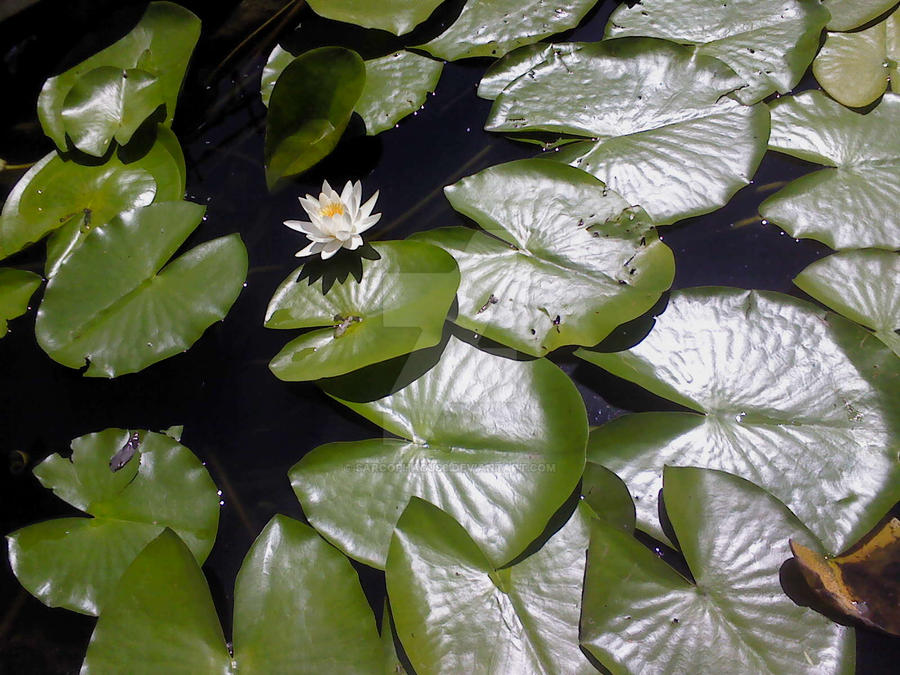 Water lily