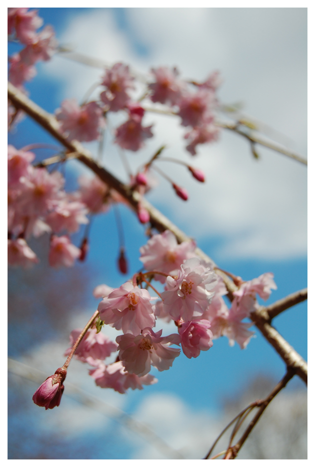 Shidarezakura Blossom