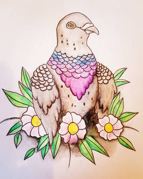 Traditional Pigeon