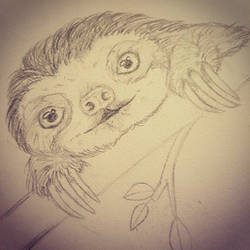 Sloth sketch