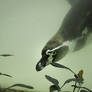 Humboldt Penguin