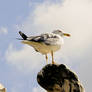 Rome Bird