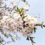 Cherry Blossom