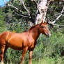 Horse in Neuquen, Argentina.