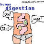 Human Digestion