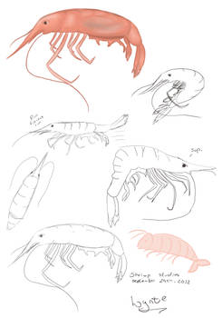 W. 36. Shrimps