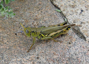 The World's Most Trusting Grasshopper