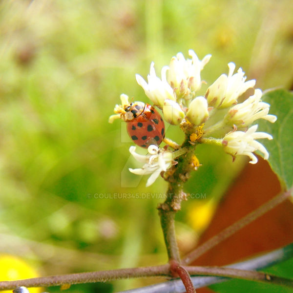 Turquoise Ladybug Ladybug I by Couleur345 on DeviantArt