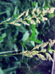 Grass060409