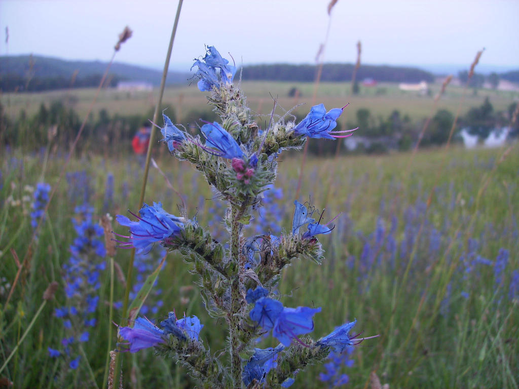 Blue Thistle