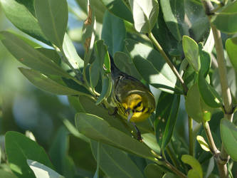 Prairie Warbler