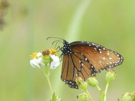 Queen Butterfly