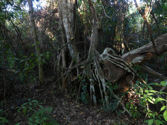 Strangler Fig