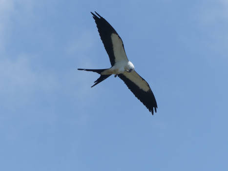 Swallow-tailed Kite