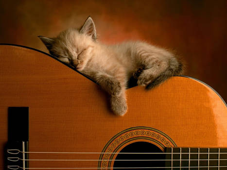 kitten on guitar