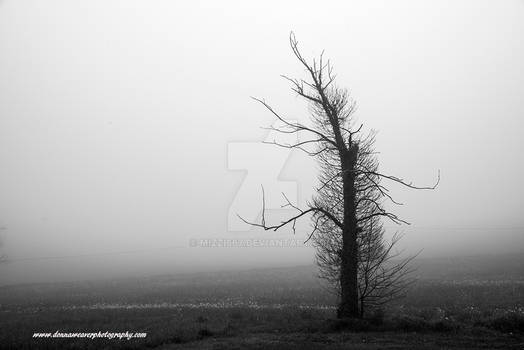 Web Foggy Tree 1