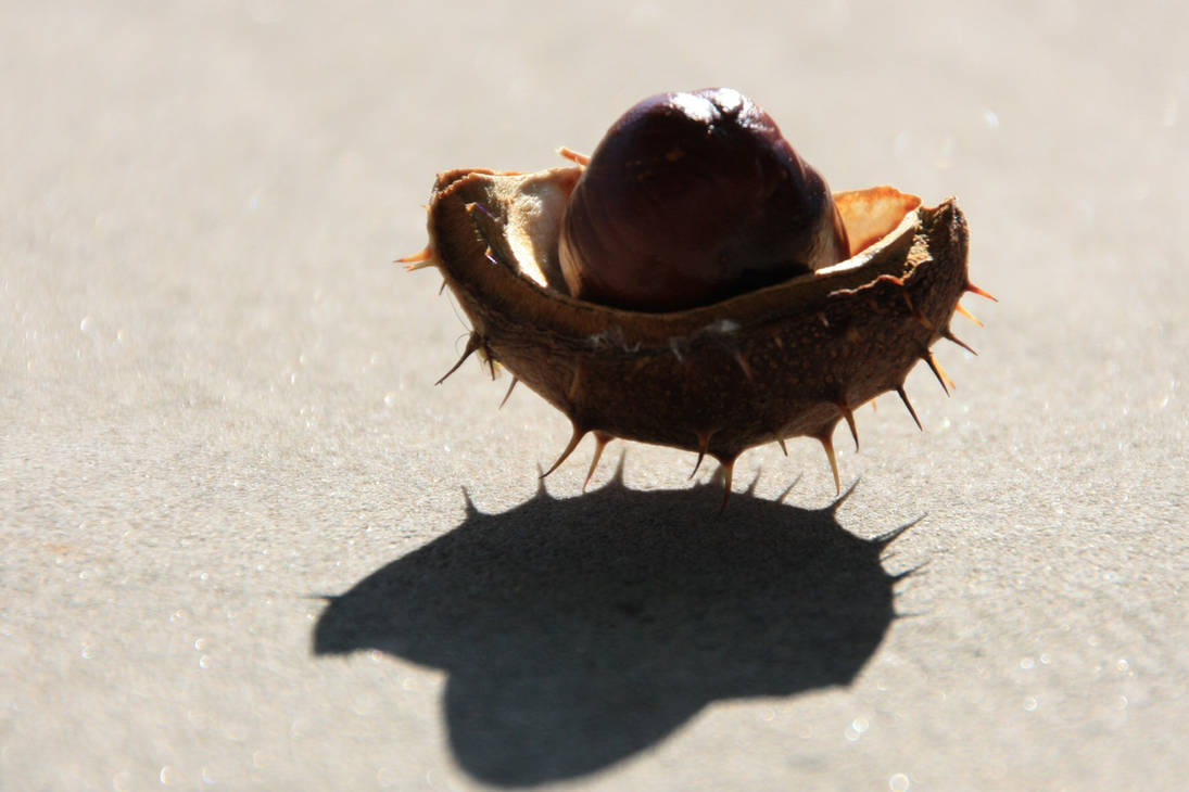 Chessnut Shell chestnut_shell by hookywooky on DeviantArt