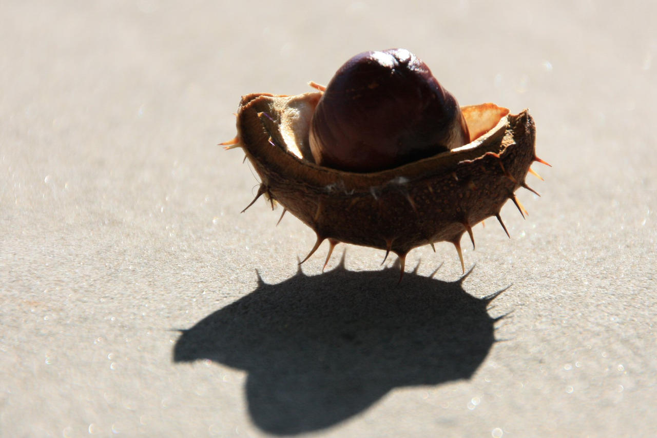 chestnut_shell by hookywooky on DeviantArt