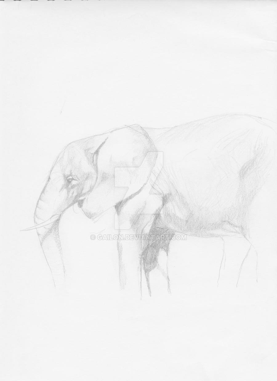 Pencil Sketch Elephant By Gailon On Deviantart