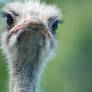 Ostrich