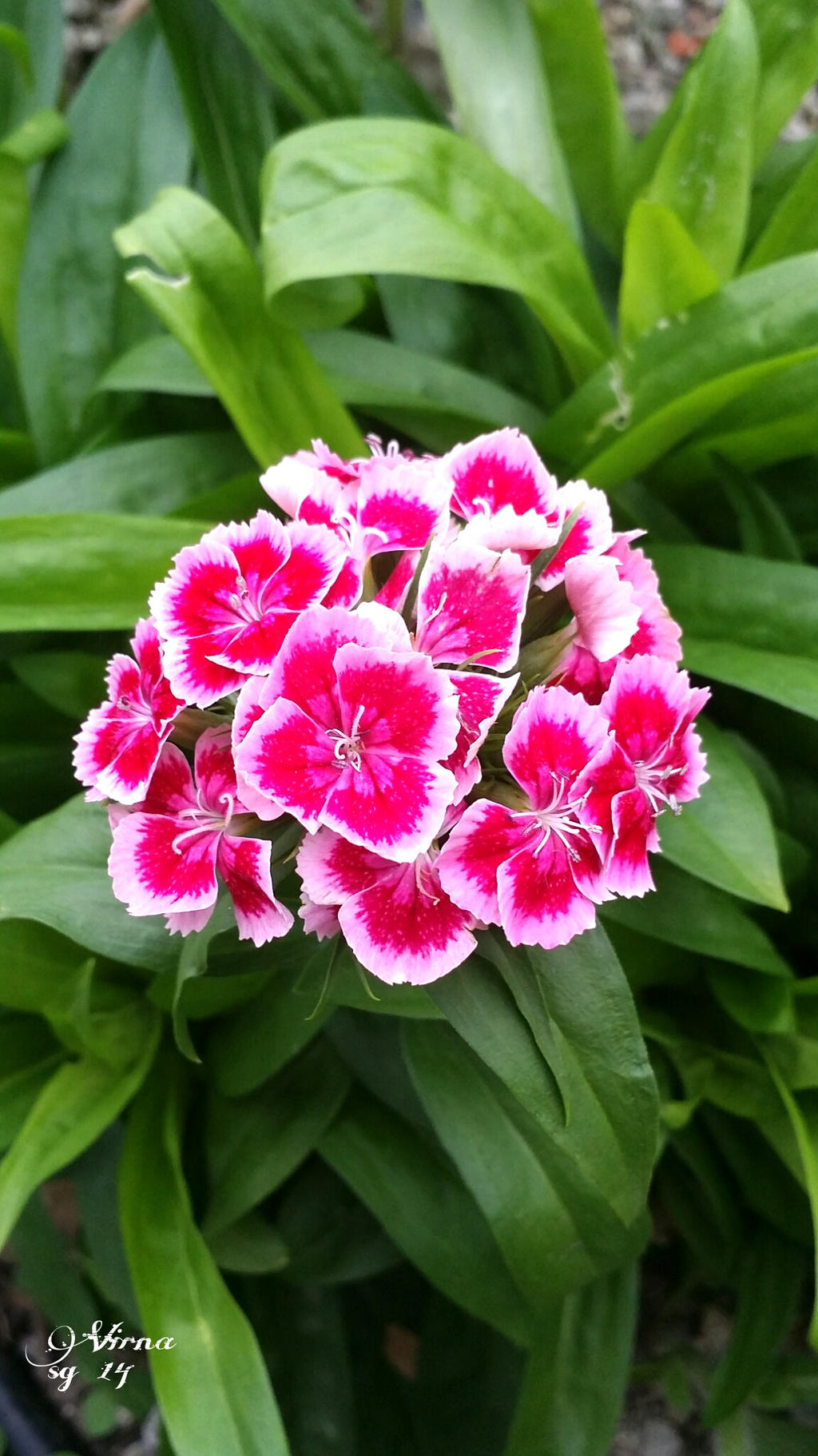 Pretty unknown plant in my garden